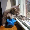 thin blue lion