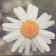Halyna Y