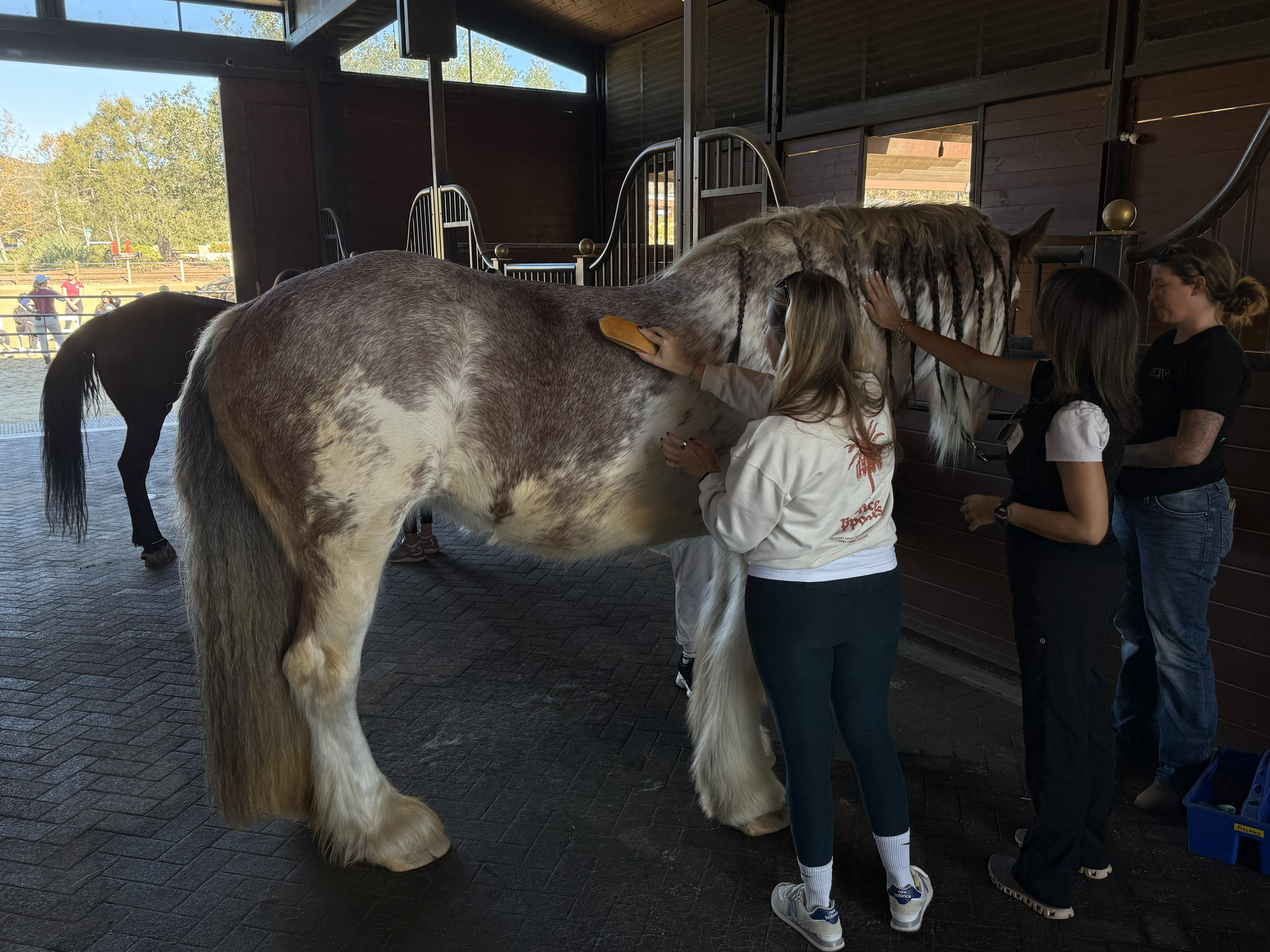 90-Minute Equine Experience Group Demo