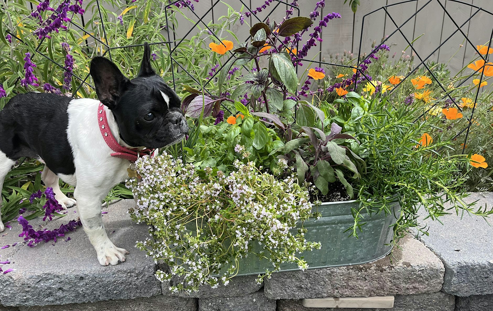 Edible Pet Garden Workshop