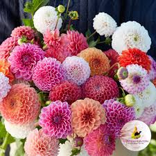 Dahlia Society