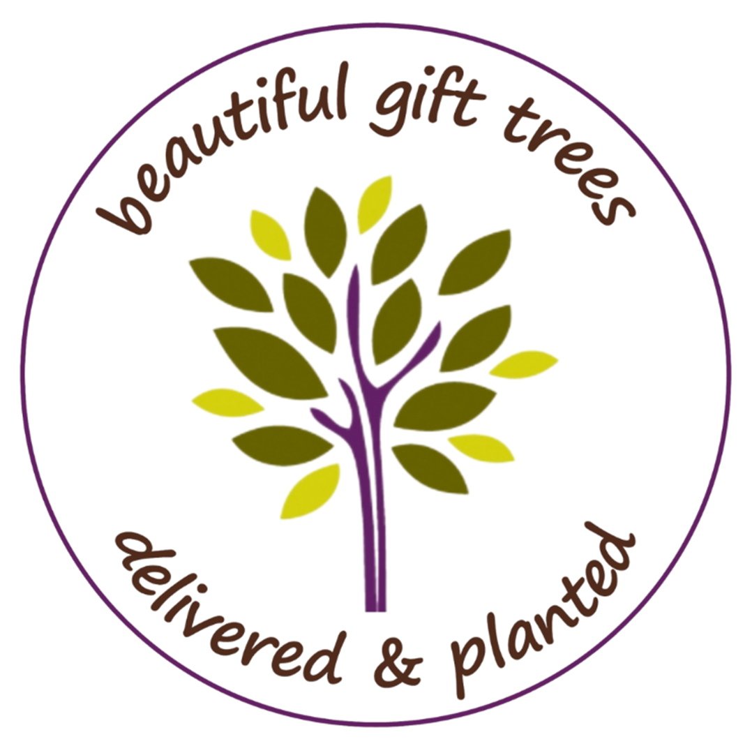 The Wishing Tree Company