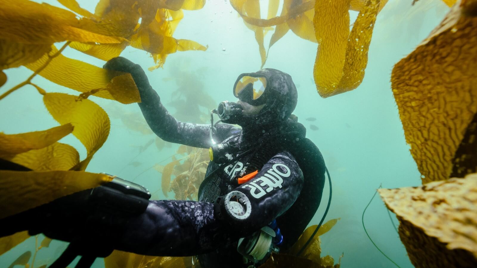 Kelp Night with Seatrees & UCSD Scripps Institution of Oceanography